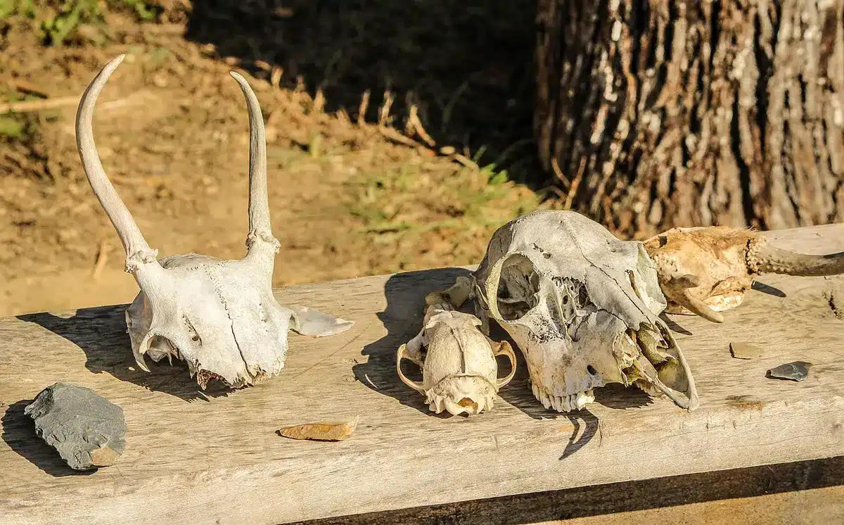 Neolithic grave goods including amber beads, flint blade and stone tools arranged on archaeological display