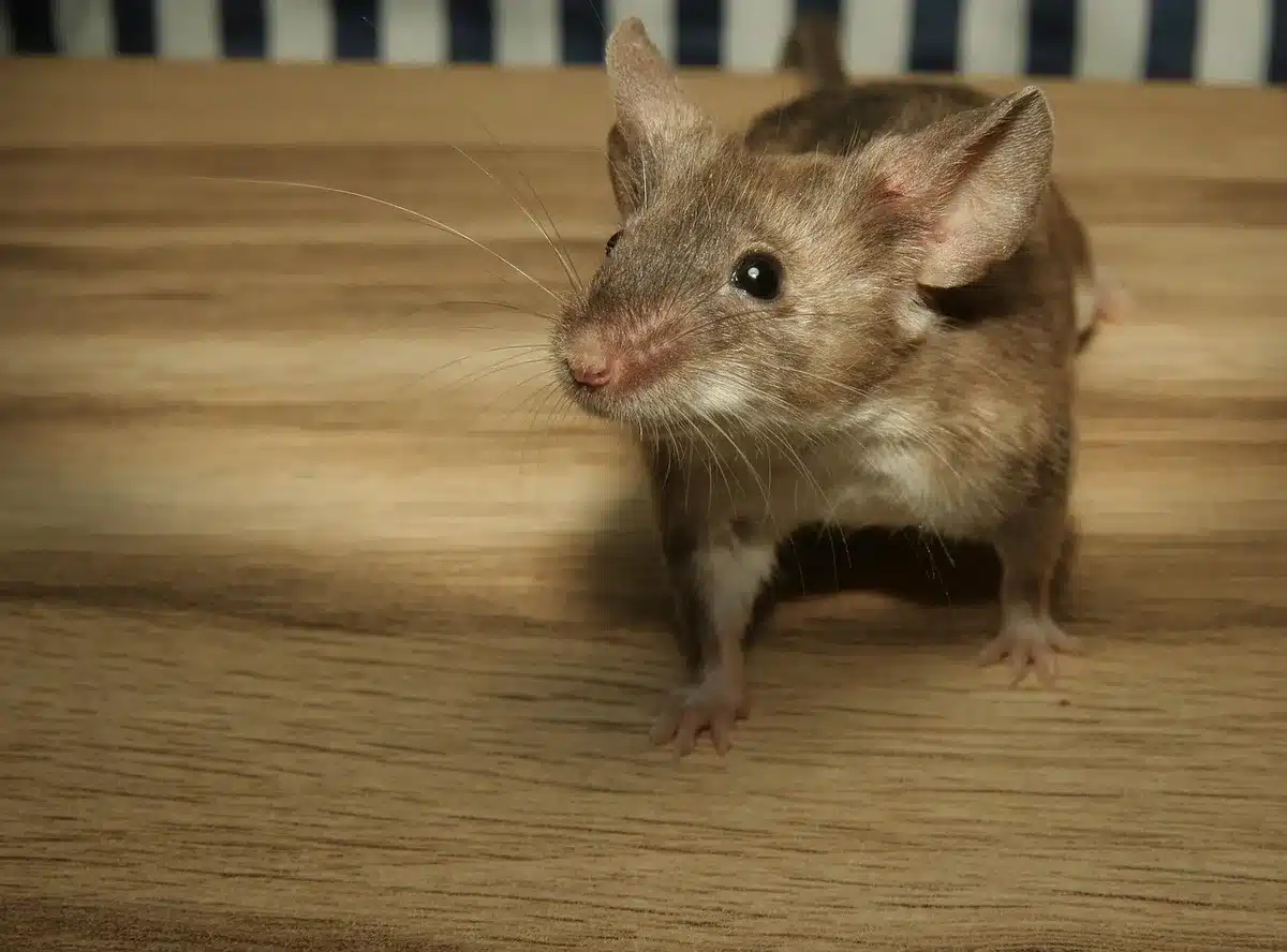Mouse undergoing sensory testing for chemotherapy‑induced nerve sensitivity