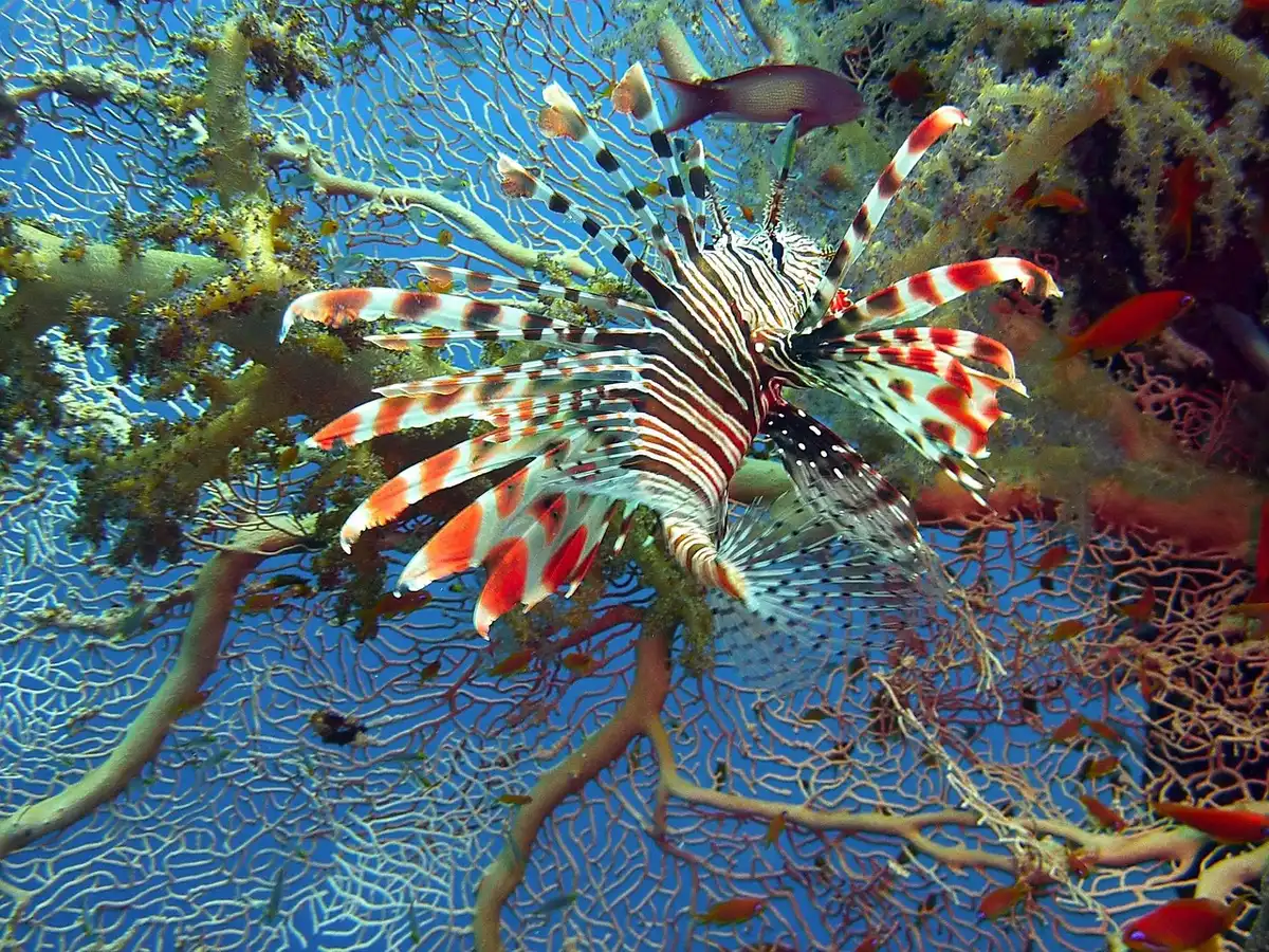 Devil firefish (lionfish) hovering near a rocky reef