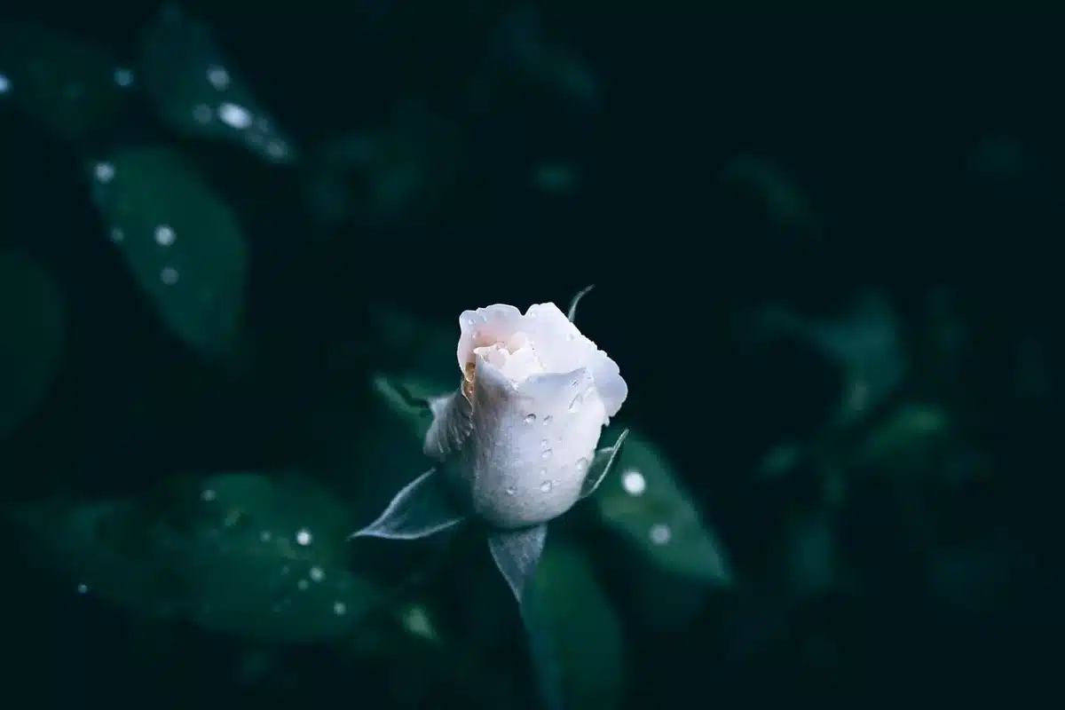 Close-up of red rose petals falling in a stylized trailer scene