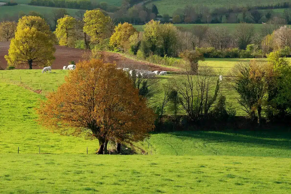 Patchwork of small fields, hedgerows and woodland illustrating a medieval landscape mosaic